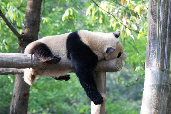 Funny Pose Giant Panda Śpi Konstrukcji Drewna — Zdjęcie stockowe