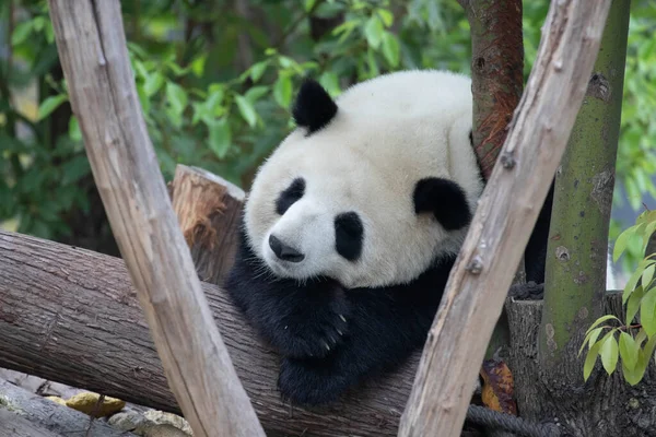 Cute fluffy Giant Panda Sleeping on the Tree