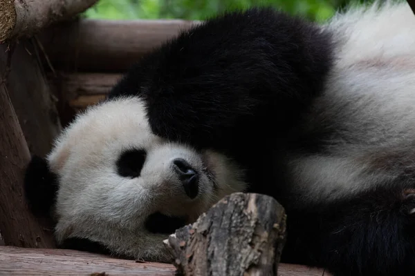 Lindo Esponjoso Gigante Panda Durmiendo — Foto de Stock