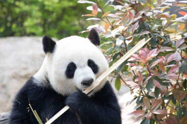 Şirin tüylü dev panda bahçede bambu yiyor.