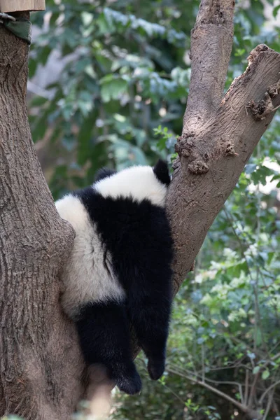 Niedlichen Flauschigen Kleinen Großen Panda Schlafen Auf Dem Baum — Stockfoto