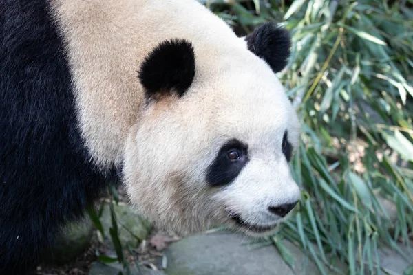 Cute Giant Panda, Mei Lan aka Rou Rou looking at the camera