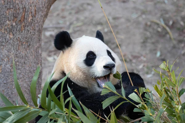 Cute Fluffy Panda, Fu Bao , eating bamboo leaves