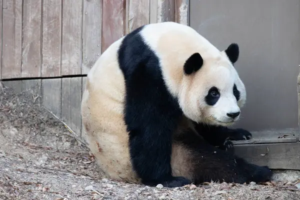 Cute and Adorable Panda, Fu Bao, waiting to go inside the den