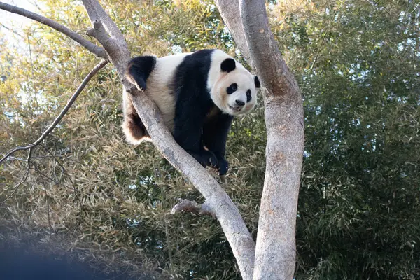 Niedliche Flauschige Panda Bao Spaß Auf Dem Baum — Stockfoto