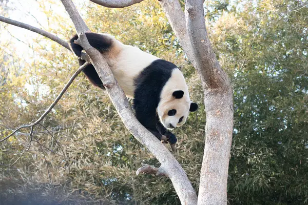 Mignon Panda Moelleux Bao Amuser Sur Arbre — Photo