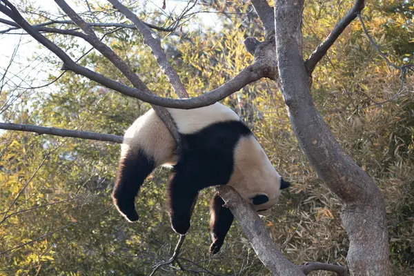 Mignon Panda Moelleux Bao Amuser Sur Arbre — Photo