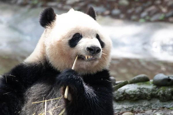 Cute fluffy Giant Panda , Qi Yi, eating bamboo on the yard