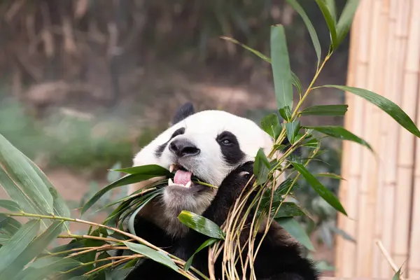 Leuke Pluizige Panda Bao Stockafbeelding