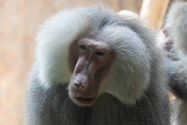 Şakacı Hamadryas babunun komik duruşu (Papio hamadryas)