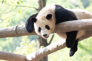 Dev Panda 'nın komik pozu, Panda Cenneti, Çin
