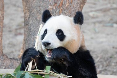 Şirin Fluffy Panda, Fu Bao, Everland, Güney Kore