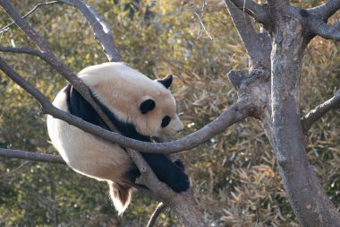 Şirin Fluffy Panda, Fu Bao, Everland, Güney Kore