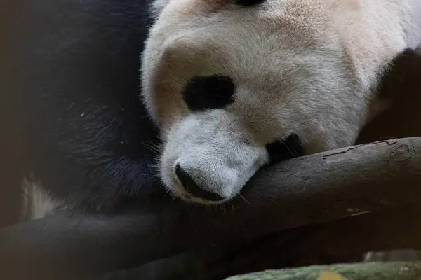 Drôle Pose Panda Géant Endormi — Photo
