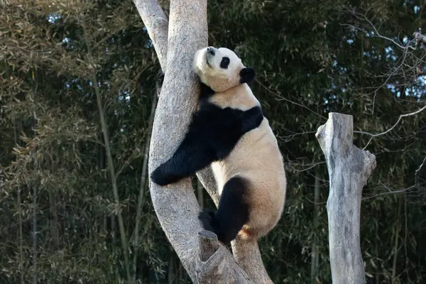 Cute Fluffy Panda Bao Everland Sydkorea - Stock-foto