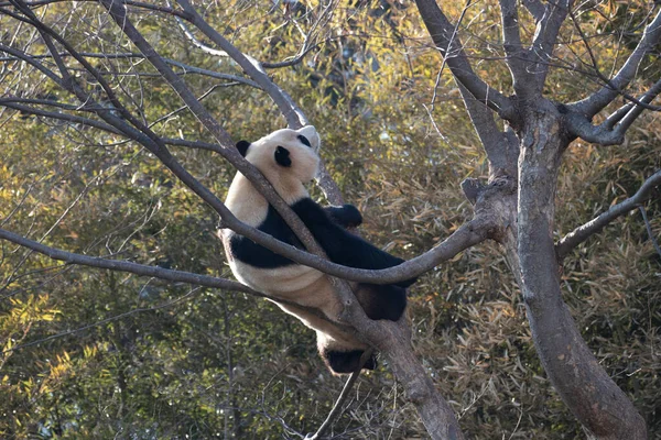 Lindo Panda Esponjoso Bao Everland Corea Del Sur — Foto de Stock
