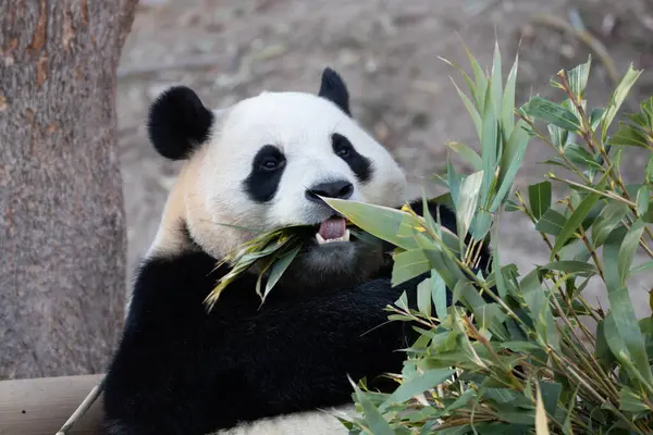 Panda Moelleux Mignon Bao Everland Corée Sud — Photo