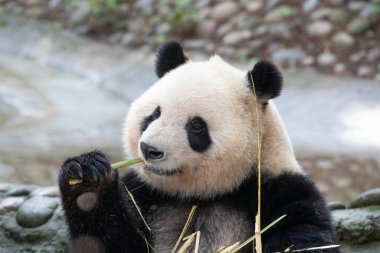 Şirin tüylü dev panda, Qi Yi, bahçede bambu yiyor.