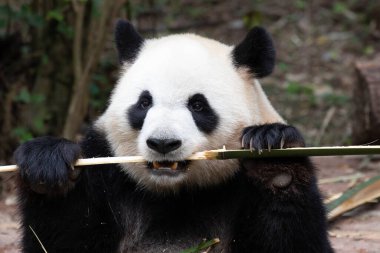 Şirin tüylü dev panda bahçede bambu yiyor.