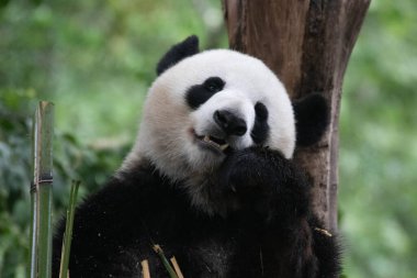 Şirin pofuduk panda ve mutlu bir gülümseme.