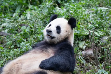 Panda 'yı kapat, Su Shan.