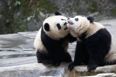 Küçük Pandalar dövüşüyor.