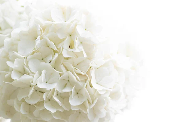 Ortanca çiçeklerinin beyaz taçyapraklarının saflığı