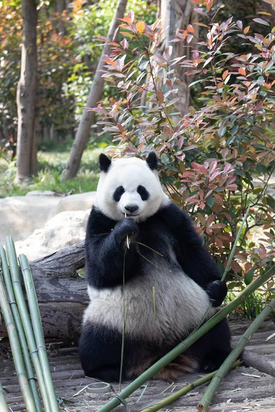 可爱的毛绒绒大熊猫在院子里吃竹子 免版税图库图片