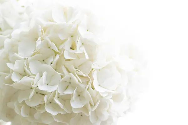 Die Reinheit Der Weißen Blütenblätter Der Hortensien lizenzfreie Stockbilder