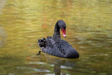 Güzel ve zarif siyah kuğu yazın gölde yüzüyor.