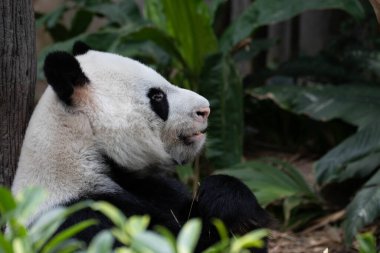 Mutlu Panda Kai, Bambu Yaprakları yemek