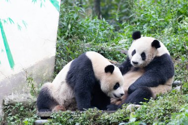 Anne Panda bebeğiyle oynuyor, Bifengxia, Üreme Merkezi, Çin