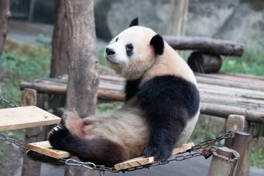 Panda sallanan köprüde oturuyor