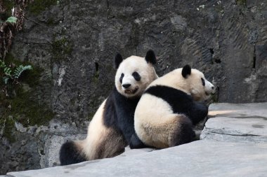 Anne Panda, Kanadalı ErShun ve bebeği.