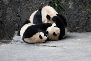 Kanada 'dan Anne Panda ErShun ve bebeği.