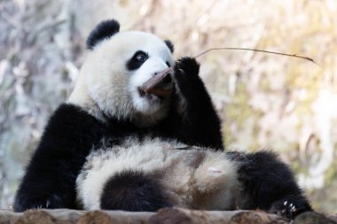 Şirin pofuduk küçük panda kuru yaprak yemeye çalışıyor.