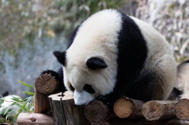 Küçük şirin panda ahşap yapının üzerinde