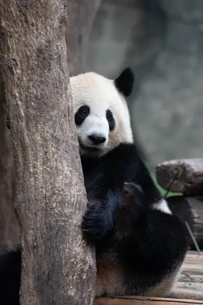 Cute Panda is hiding behind the tree