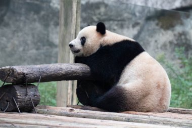 Yumuşak Panda Tahta yatakta dinleniyor