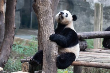 Yumuşak Panda Tahta yatakta dinleniyor