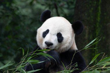 Bambu yiyen Panda Yaprakları