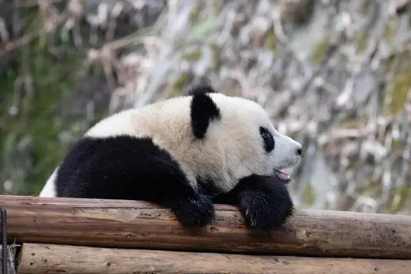 Cute fluffy little panda relaxing on the wood structure