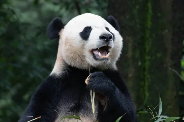 Cute sweet Panda , Bei Bei from USA ,eating bamboo leaves