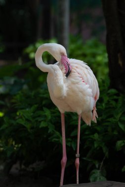 Gölün kenarında dinlenen güzel beyaz flamingo