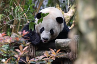 Ahşap yapının üzerinde uyuyan panda