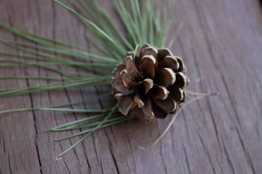 Taze kozalaklı Noel süslemesi ve taze yeşil köknar