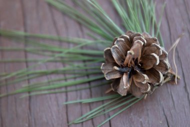 Taze kozalaklı Noel süslemesi ve taze yeşil köknar