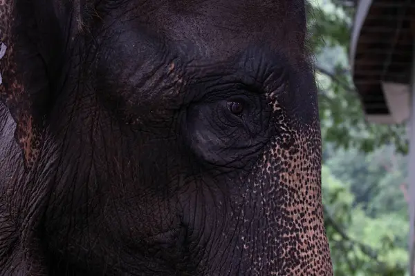 detail of Asian Elephant\'s eye