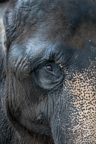 detail of Asian Elephant\'s eye