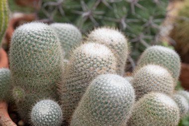 Beautiful shape and amazing surface of Cactus